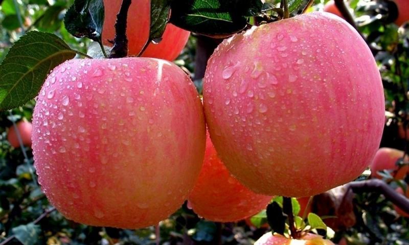 особенности ухода за яблоней