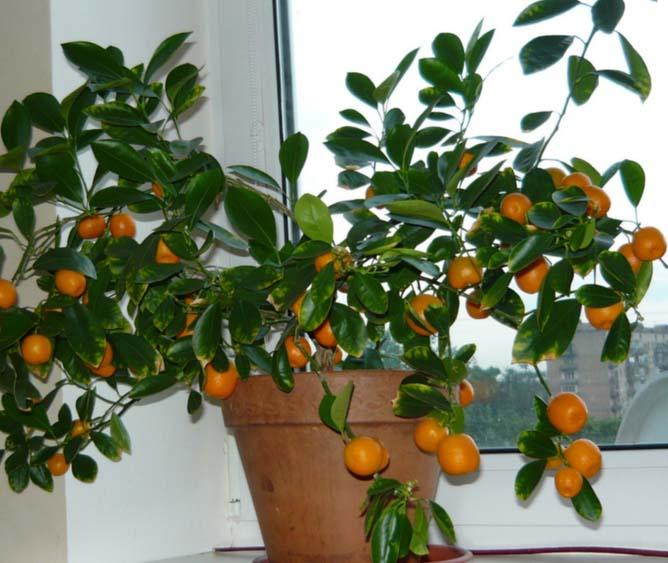 мандариновое дерево в домашних условиях