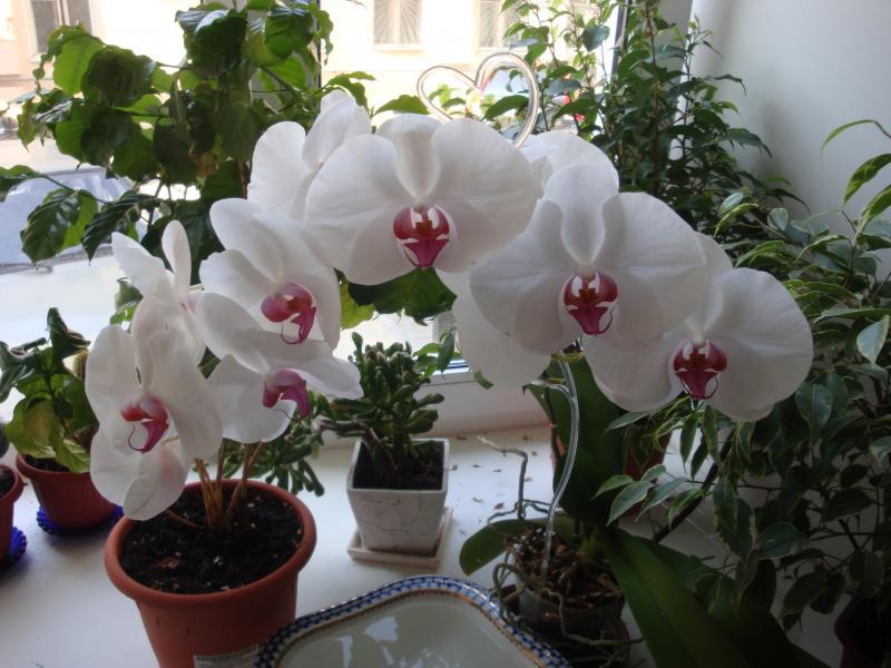 Арка из белых орхидей