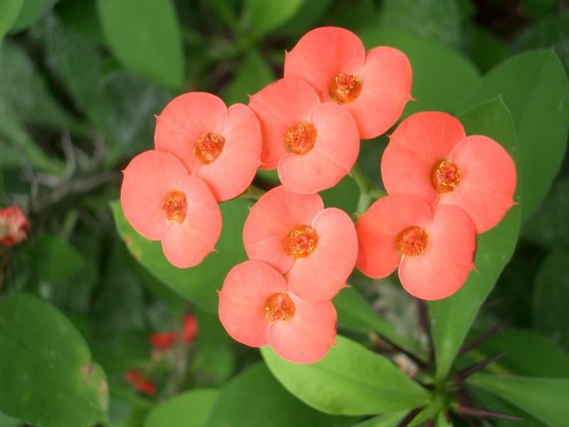 Оранжевый цветок молочая