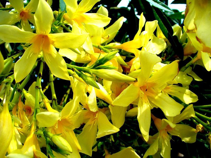 Желтый цветок олеандра
