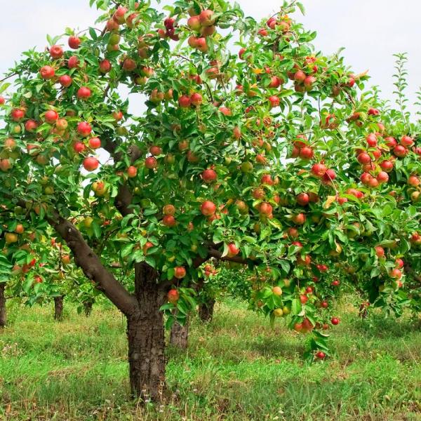 яблоки в саду
