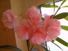 Розовый цветок олеандра
