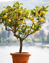 лимонное дерево в горшке