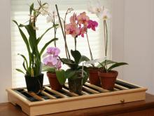 как сажать орхидеи