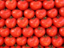 как вырастить томаты